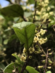 Citharexylum sulcatum