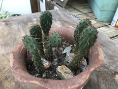Opuntia aciculata