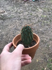 Opuntia aciculata