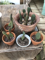 Opuntia aciculata
