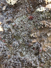 Ricciaceae