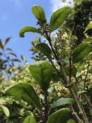 Citharexylum sulcatum