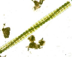 Desmidium aptogonum