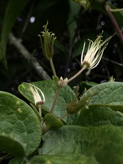Clematis haenkeana