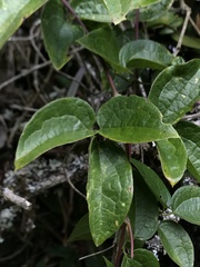 Clematis haenkeana