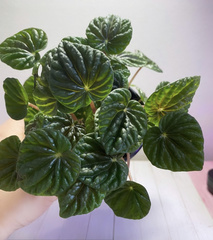 Peperomia caperata