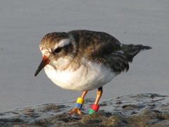 Shore Dotterel photo 2