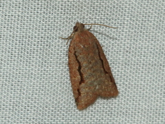 Meritastis