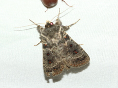 Proteuxoa rubripuncta