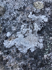 Lecanora oreinoides