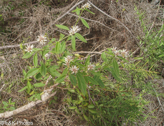 Alternanthera echinocephala