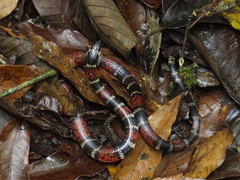 Pliocercus elapoides