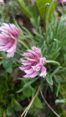 Trifolium attenuatum