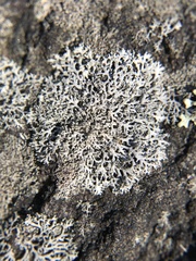 Physcia thomsoniana
