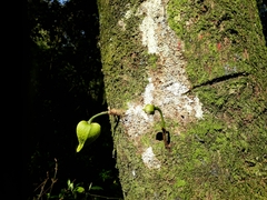 Tracheophyta