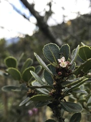 Ilex kunthiana