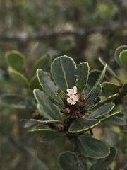 Ilex kunthiana