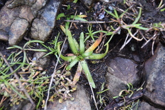 Plagiobothrys scouleri