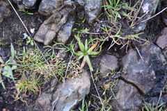 Plagiobothrys scouleri