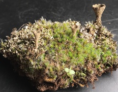 Cladonia grayi