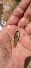 Poecilia sphenops