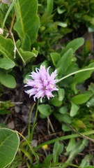 Trifolium attenuatum