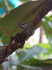 Parapiromis translucida