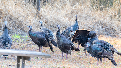 Wild Turkey photographed in Texas