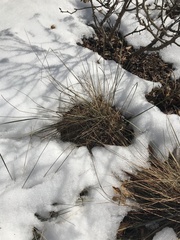 Helictotrichon sempervirens