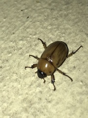 Cyclocephala putrida