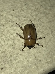 Cyclocephala putrida