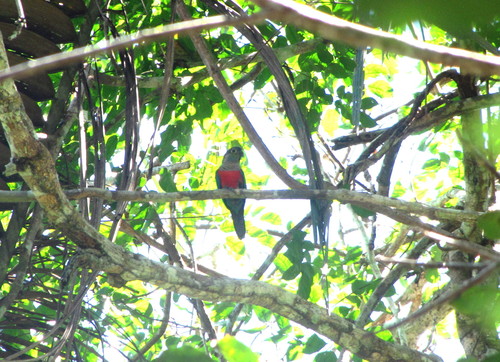 Crimson-bellied Parakeet (Pyrrhura perlata), photo 9