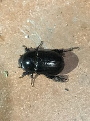 Euetheola