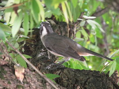Saltator olivascens