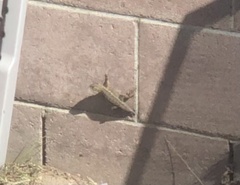 Sceloporus occidentalis