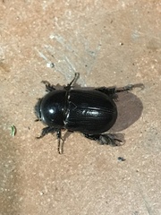 Euetheola