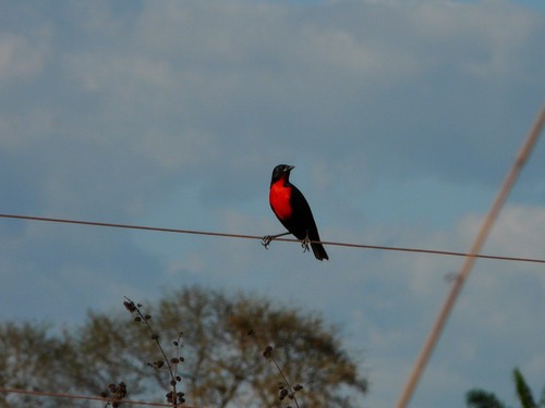 Red-breasted Meadowlark (Leistes militaris), photo 6