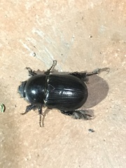 Euetheola