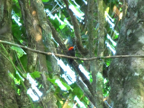 Red-headed Manakin (Ceratopipra rubrocapilla), photo 9