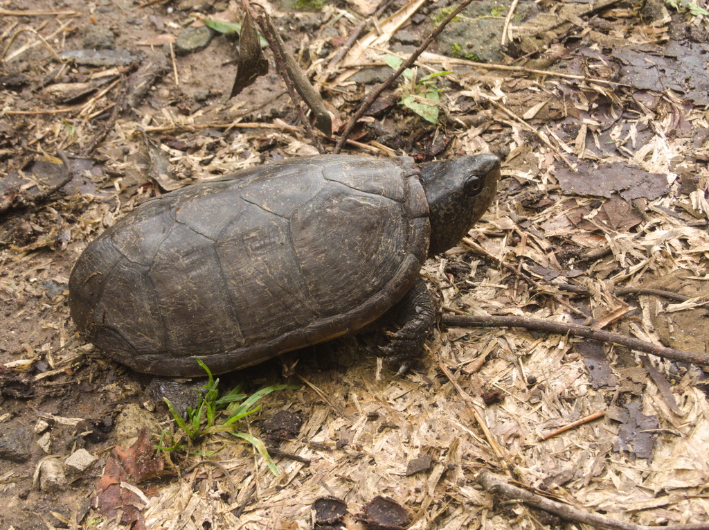 Herrera's Mud Turtle from Xalapa-Enríquez, Ver., México on June 16 ...