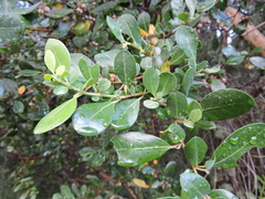 Azara integrifolia