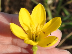 Zephyranthes pulchella