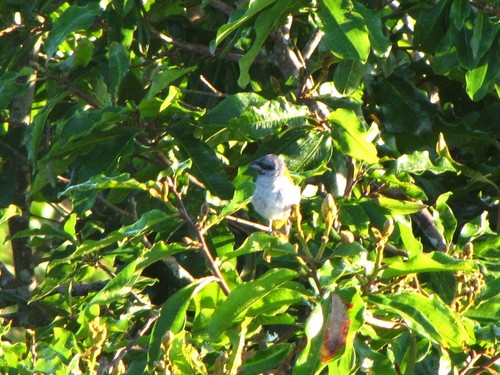 Yellow-shouldered Grosbeak (Parkerthraustes humeralis), photo 10