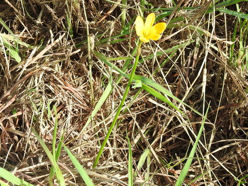 Image of Zephyranthes pulchella by (c) Sam Kieschnick, some rights reserved (CC BY)