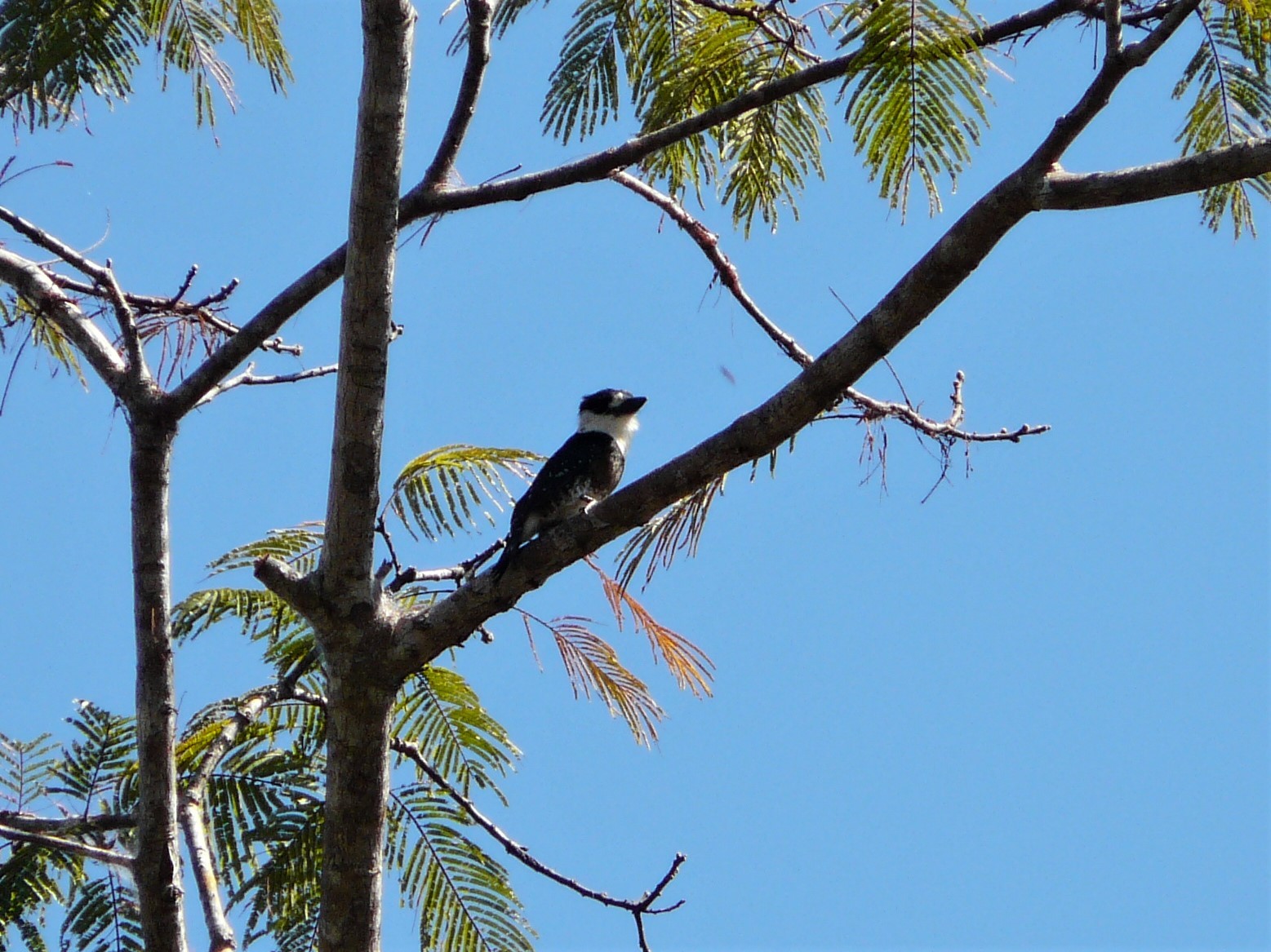 Brown-banded Puffbird (Notharchus ordii), photo 10