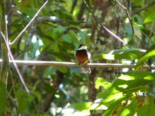 Flame-crested Manakin (Heterocercus linteatus), photo 8