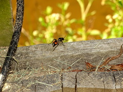 Traumatomutilla graphica