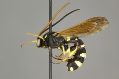 Metopius pollinctorius