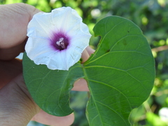 Ipomoea amnicola