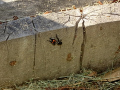 Traumatomutilla graphica